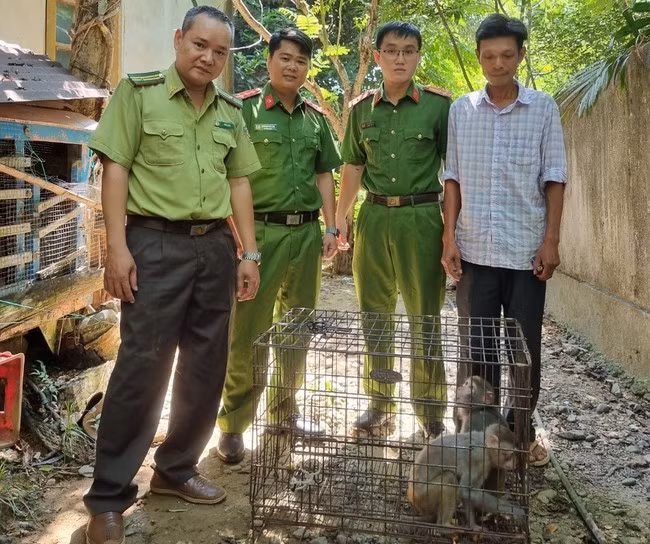 Hiện hai cá thể khỉ vàng quý hiếm đã được thả về môi trường tự nhiên tại Khu bảo tồn thiên nhiên Phong Điền.