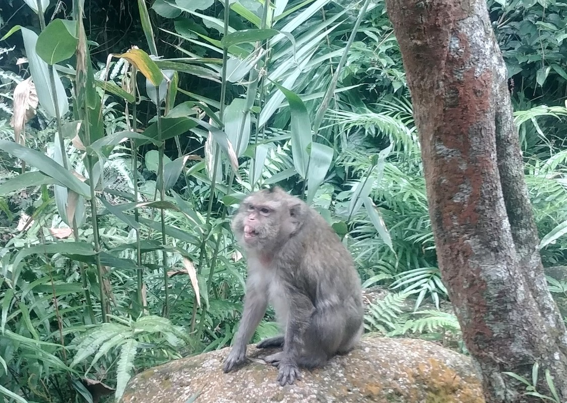 Loài khỉ này hoạt động ban ngày, phạm vi hoạt động cả dưới đất lẫn trên cây.