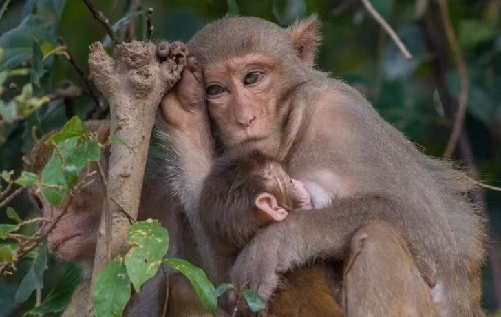 Hàng ngàn con khỉ vàng ở trên đảo Rều được chăm sóc để phục vụ nghiên cứu và sản xuất vắc xin.