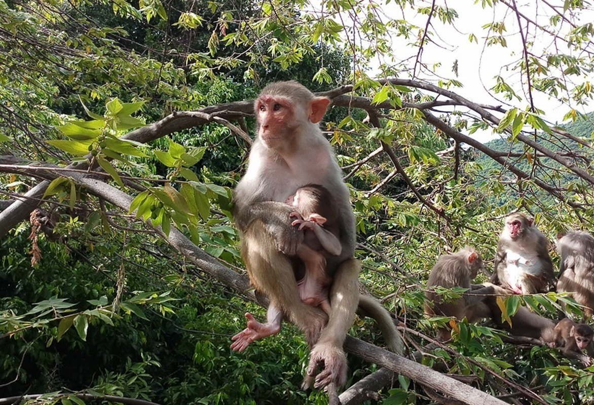 Khỉ vàng (tên khoa học là Macaca Mulatta) là loài động vật rừng nguy cấp, quý, hiếm thuộc nhóm IIB theo quy định tại Nghị định số 32/2006/NĐ-CP ngày 30/3/2006 của Chính phủ quy định về quản lý thực vật rừng, động vật rừng nguy cấp, quý, hiếm.