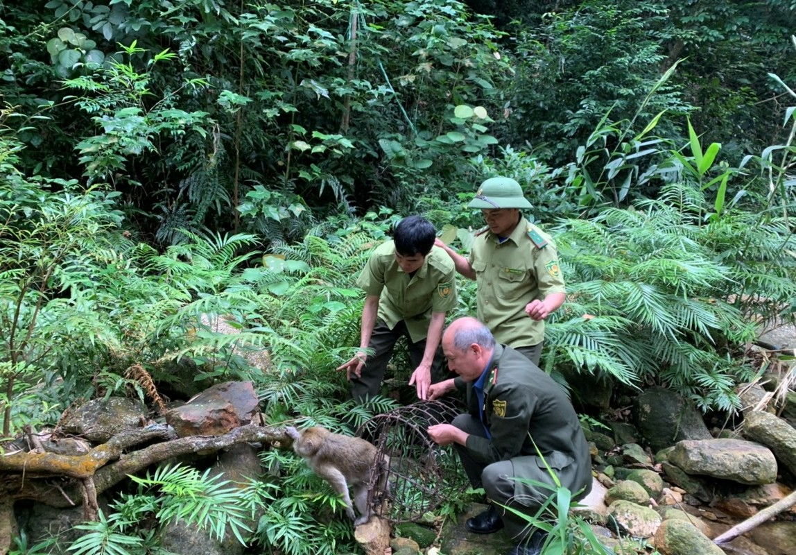 Trong đó, đảo Rều ở Cẩm Phả, tỉnh Quảng Ninh còn được gọi là “Hoa quả sơn” đối với khỉ vàng.