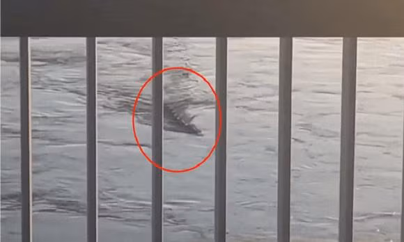 Theo những câu chuyện truyền miệng, quái thú có hình dạng giống một con rắn lớn hoặc một loài cá khổng lồ.