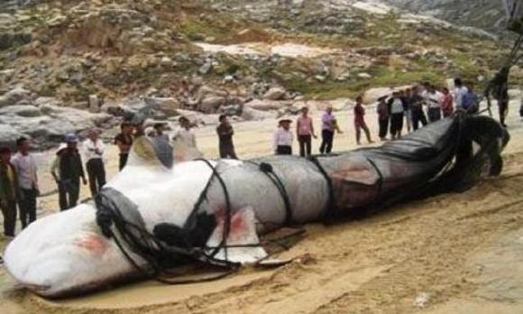 Quái thú Kanas đã xuất hiện trong các câu chuyện dân gian của dân tộc Tuvan và Kazakh, những người sống gần hồ Kanas trong hàng trăm năm qua.