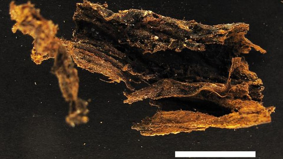 Nhóm nghiên cứu đã tiến hành phân tích các mẫu mô nội tạng từ những bình trong hầm mộ giàu sang của Medici, tồn tại hơn 500 năm trước đây. Mục tiêu là tìm hiểu nguyên nhân gây cái chết đầy bí ẩn đeo bám gia tộc này.