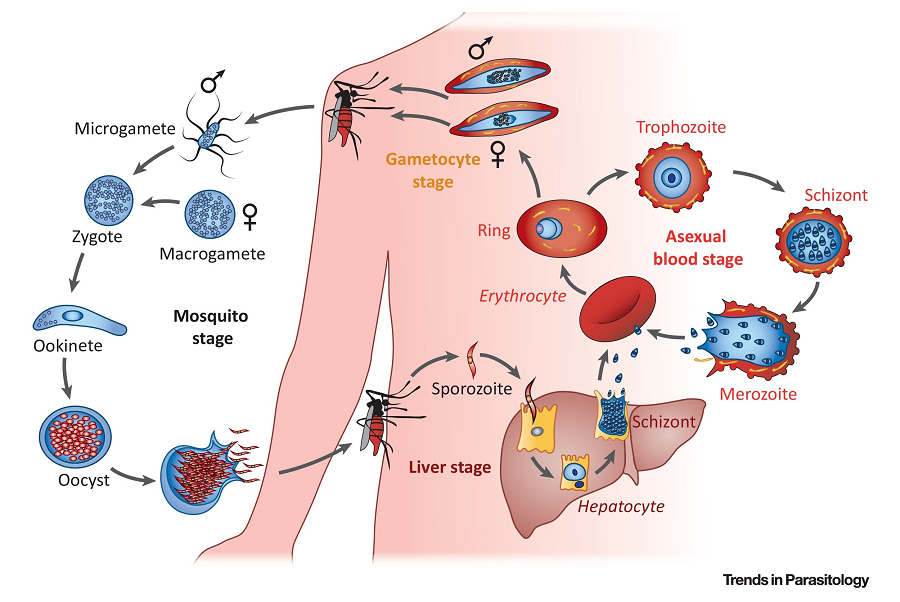Kết quả này không chỉ đánh giá lại quan điểm trước đây rằng Plasmodium falciparum chỉ tồn tại ở vùng nhiệt đới. Nó cũng đề cập đến khả năng căn bệnh này đã lan rộng hơn tưởng tượng ở Ý, một quốc gia có khí hậu ôn đới. Trước đây, người ta cho rằng sốt rét ở châu Âu do một loại ký sinh trùng yếu hơn gây ra.