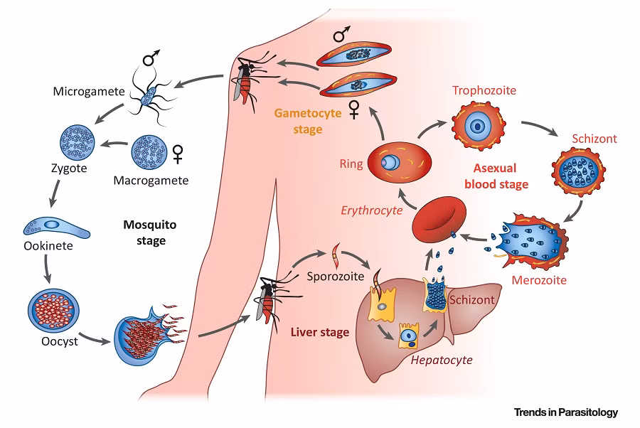 Kết quả này không chỉ đánh giá lại quan điểm trước đây rằng Plasmodium falciparum chỉ tồn tại ở vùng nhiệt đới. Nó cũng đề cập đến khả năng căn bệnh này đã lan rộng hơn tưởng tượng ở Ý, một quốc gia có khí hậu ôn đới. Trước đây, người ta cho rằng sốt rét ở châu Âu do một loại ký sinh trùng yếu hơn gây ra.