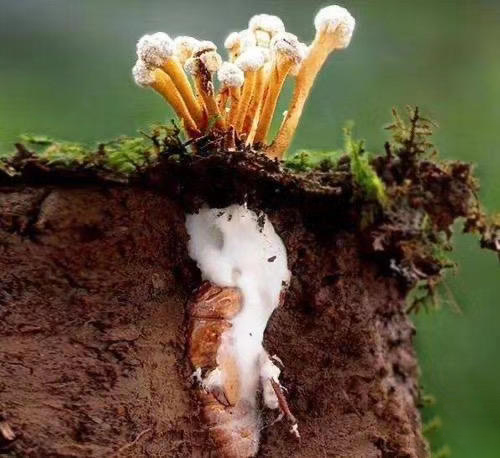 Việc người dân lầm tưởng nấm mọc từ ấu trùng ve sầu là đông trùng hạ thảo là hết sức nguy hiểm. Nếu ăn nhầm, nạn nhân có thể bị ngộ độc nhẹ có thể gây ra tình trạng nôn ói, đi cầu lỏng, nặng hơn có thể gây tổn gan, thận, thần kinh gây hôn mê và nặng nhất có thể gây tử vong.