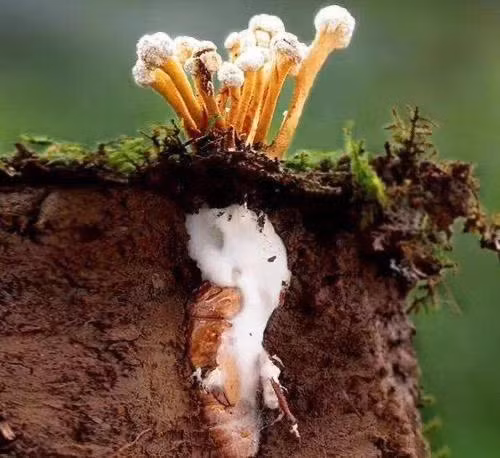 Việc người dân lầm tưởng nấm mọc từ ấu trùng ve sầu là đông trùng hạ thảo là hết sức nguy hiểm. Nếu ăn nhầm, nạn nhân có thể bị ngộ độc nhẹ có thể gây ra tình trạng nôn ói, đi cầu lỏng, nặng hơn có thể gây tổn gan, thận, thần kinh gây hôn mê và nặng nhất có thể gây tử vong.