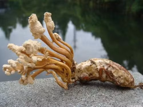 Đông trùng hạ thảo ve sầu là kết hợp của hai loài sinh vật: nấm Cordyceps và con sâu nhiễm nấm.