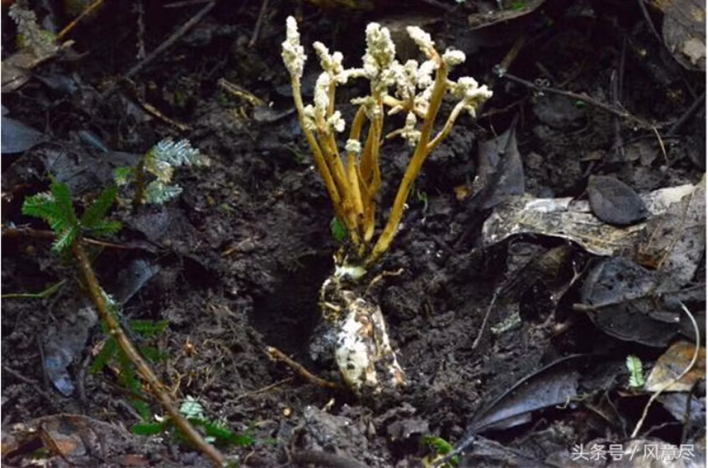 Theo chuyên gia, những con ve có sừng trên đầu mà ông tìm thấy được gọi là đông trùng hạ thảo ve sầu.