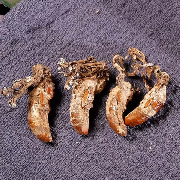 Quá trình phát triển của loại nấm này là một hiện tượng tự nhiên đáng kinh ngạc.