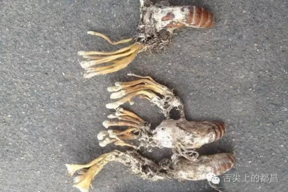 Mới đây, một người đàn ông Trung Quốc đã bất ngờ đào được một vài con ve có sừng trên đầu, thân và sừng trên đầu chúng màu vàng trong lúc đi hái thảo dược trên núi.