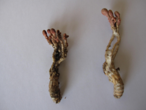 Nấm sẽ tiếp tục hấp thụ chất dinh dưỡng từ cơ thể con sâu, dẫn đến cái chết của con mồi.