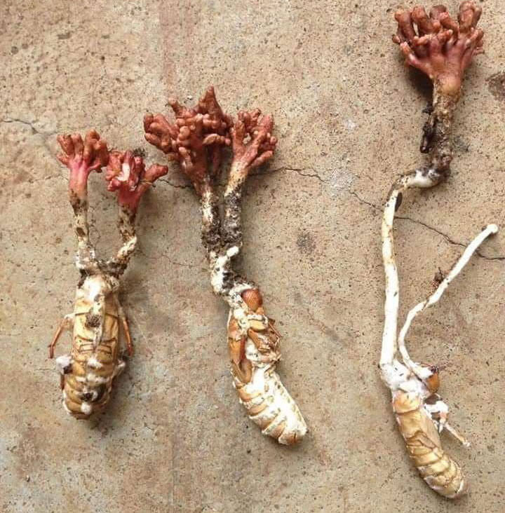 Ban đầu, nấm Cordyceps xâm nhập vào cơ thể của con sâu, và sau đó lớn lên từ trong ra ngoài.