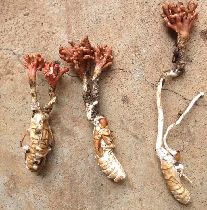 Ban đầu, nấm Cordyceps xâm nhập vào cơ thể của con sâu, và sau đó lớn lên từ trong ra ngoài.
