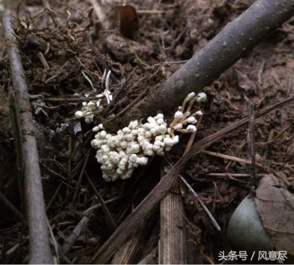 Đông trùng hạ thảo ve sầu, được biết đến với tên gọi tiếng Anh là "Cordyceps militaris", là một loại nấm quý hiếm.