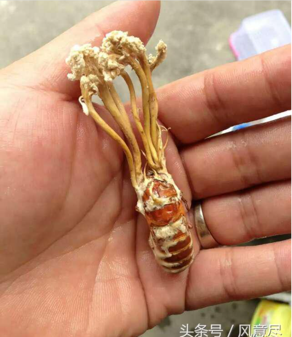 Ban đầu ông nghĩ đó là đông trùng hạ thảo định đem đi nấu ăn tẩm bổ, tuy nhiên hàng xóm đã khuyên ông nên đi gặp chuyên gia để thẩm định.