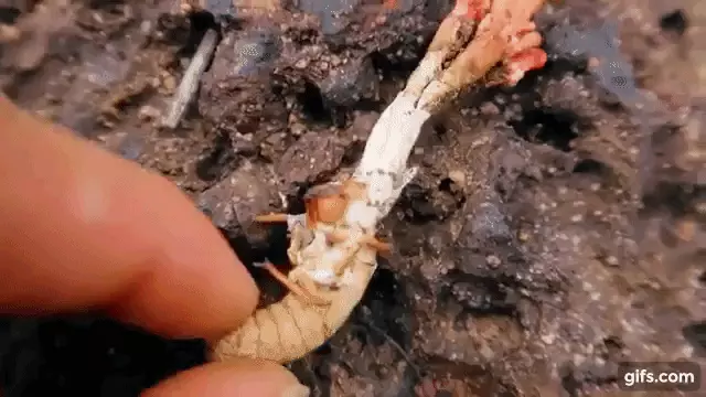 Sau khi nấm hoàn thành chu kỳ phát triển, nó sẽ nổi lên từ mặt đất dưới dạng một cành cây nhỏ, với một đầu màu da cam đặc trưng.