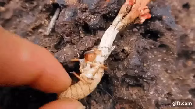 Sau khi nấm hoàn thành chu kỳ phát triển, nó sẽ nổi lên từ mặt đất dưới dạng một cành cây nhỏ, với một đầu màu da cam đặc trưng.