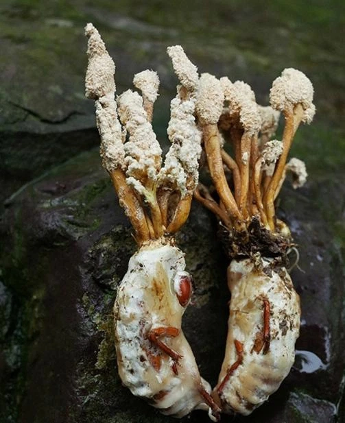 Các chuyên gia khuyến cáo rằng, đông trùng hạ thảo ve sầu có thể gây ngộ độc, thậm chí là chết người.