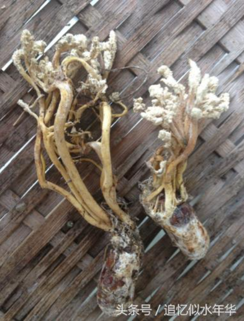 Loài nấm này có hình dạng độc đáo, khiến nó trở thành một trong những nấm phổ biến nhất và đáng chú ý nhất trên thế giới.