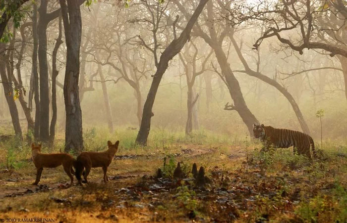 Tuy dhole có kích thước nhỏ, nhưng chúng là loài động vật có tính xã hội cao. Chúng sống và săn mồi theo đàn, thường có từ 5 đến 12 thành viên, và trong một số trường hợp hiếm, đàn có thể lên đến 40 cá thể.