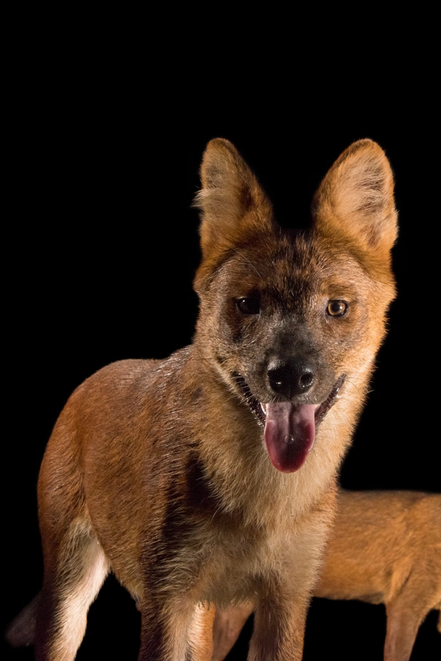 Dhole, những chiến binh phi thường của vùng hoang dã, đang đấu tranh để tồn tại trong một thế giới đang thay đổi. Sự dũng cảm và tính xã hội cao của chúng làm nổi bật loài chó hoang độc đáo này trong rừng rậm. Chúng cần sự chú ý và bảo vệ của chúng ta để có thể tiếp tục tồn tại và góp phần vào sự đa dạng sinh học của hành tinh chúng ta.