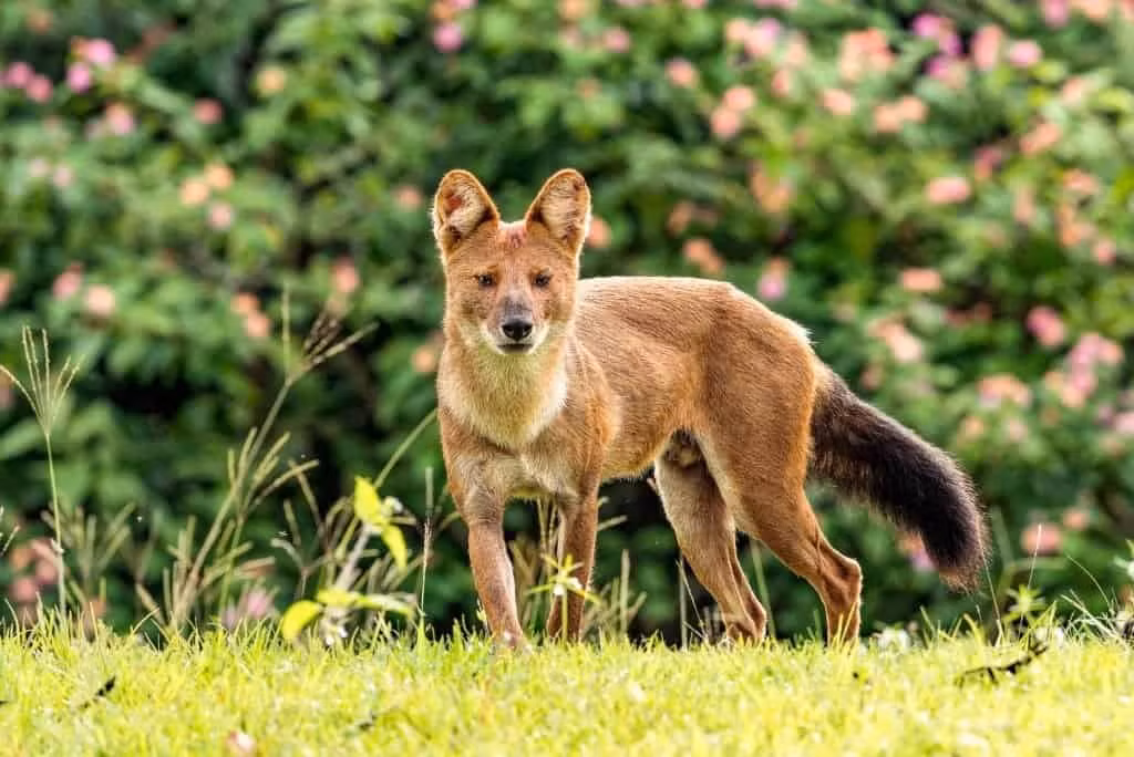 Để bảo vệ Dhole, các nỗ lực bảo tồn đã được tiến hành. Việc bảo vệ môi trường sống của chúng là một ưu tiên hàng đầu, bao gồm việc bảo vệ và mở rộng các khu bảo tồn thiên nhiên.