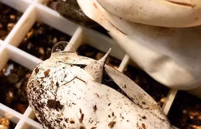 Loài rắn này có thể đạt đến chiều dài khoảng 1,5 đến 2 mét, với một thân hình mảnh mai và linh hoạt. Đặc điểm đáng chú ý nhất của nó chính là sự hiện diện của chiếc sừng nhỏ ở mũi, tạo nên một diện mạo độc đáo và đặc biệt.