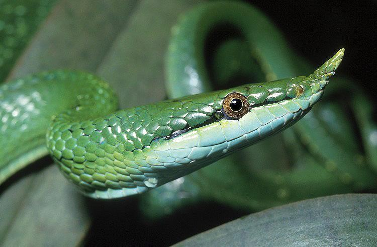 Thanh xà kỳ lân là một trong những loài rắn cảnh phổ biến do sự hấp dẫn của ngoại hình độc đáo của nó. Với màu sắc rực rỡ và những đường vằn đẹp mắt trên da, chúng tạo nên một cảnh quan hấp dẫn trong các bể nuôi.