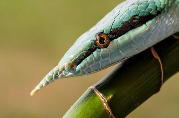 Phát hiện này khiến các nhà khoa học bất ngờ vì vùng phân bố của loài rắn này cách xa 600km so với những ghi nhận tại miền Trung Việt Nam trước đây như tỉnh Quảng Bình.