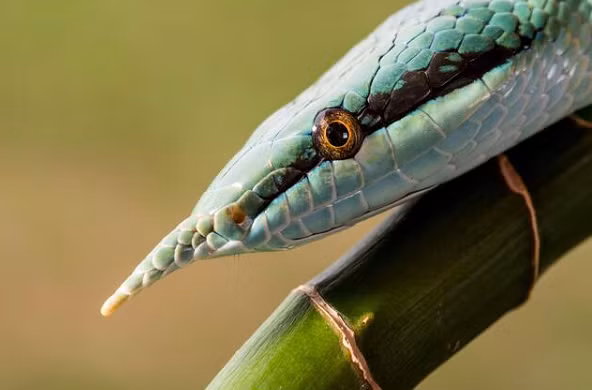 Phát hiện này khiến các nhà khoa học bất ngờ vì vùng phân bố của loài rắn này cách xa 600km so với những ghi nhận tại miền Trung Việt Nam trước đây như tỉnh Quảng Bình.