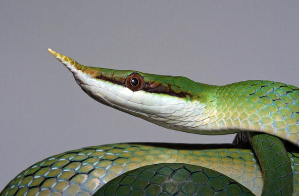 Thanh xà kỳ lân phân bố chủ yếu ở miền Bắc Việt Nam, tuy nhiên một nghiên cứu về sự phân bố về phía Nam của loài rắn này cho thấy vùng xa nhất tìm thấy rắn vòi voi là vùng rừng thuộc dãy Đèo Cả (Phú Yên).