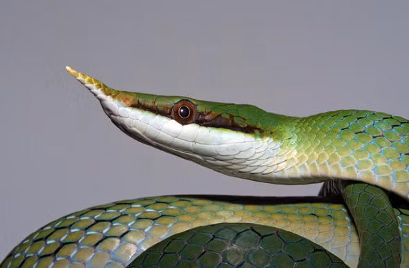 Thanh xà kỳ lân phân bố chủ yếu ở miền Bắc Việt Nam, tuy nhiên một nghiên cứu về sự phân bố về phía Nam của loài rắn này cho thấy vùng xa nhất tìm thấy rắn vòi voi là vùng rừng thuộc dãy Đèo Cả (Phú Yên).