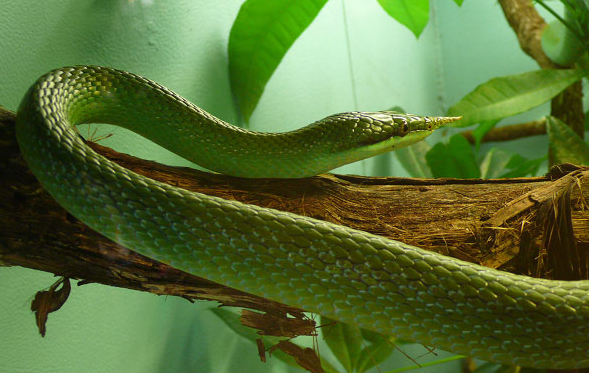 Điều này đã thu hút sự quan tâm của nhiều người yêu thú cảnh trên thế giới và đã trở thành một loài rắn cảnh phổ biến trong ngành công nghiệp nuôi cảnh.