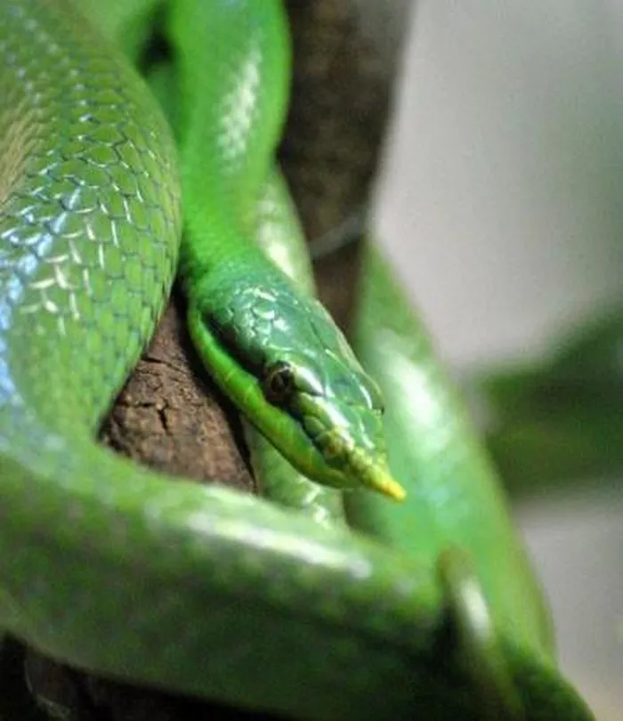 Thanh xà kỳ lân là một loài rắn có nguồn gốc từ các khu vực nhiệt đới ở Đông Nam Á, bao gồm Việt Nam, Campuchia, Lào và Thái Lan.