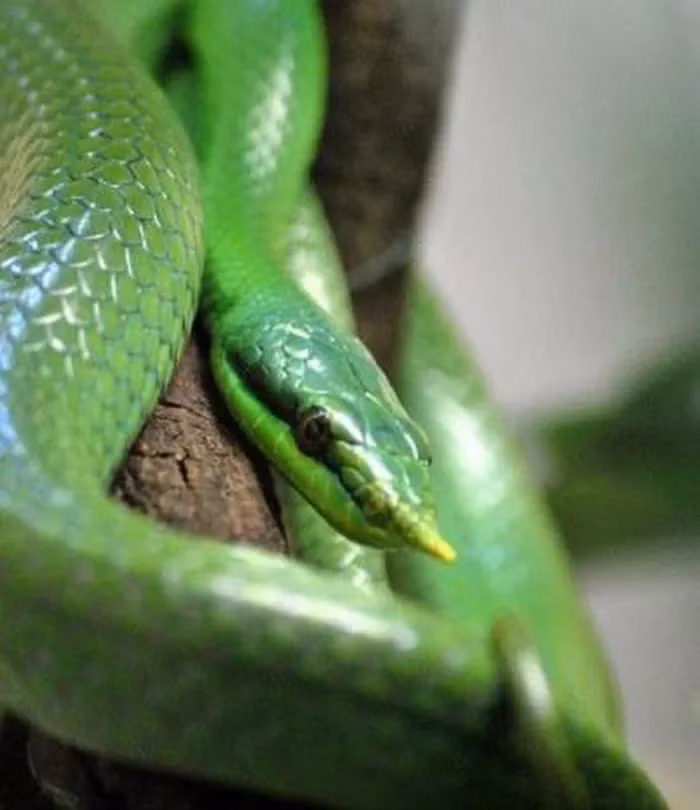 Thanh xà kỳ lân là một loài rắn có nguồn gốc từ các khu vực nhiệt đới ở Đông Nam Á, bao gồm Việt Nam, Campuchia, Lào và Thái Lan.