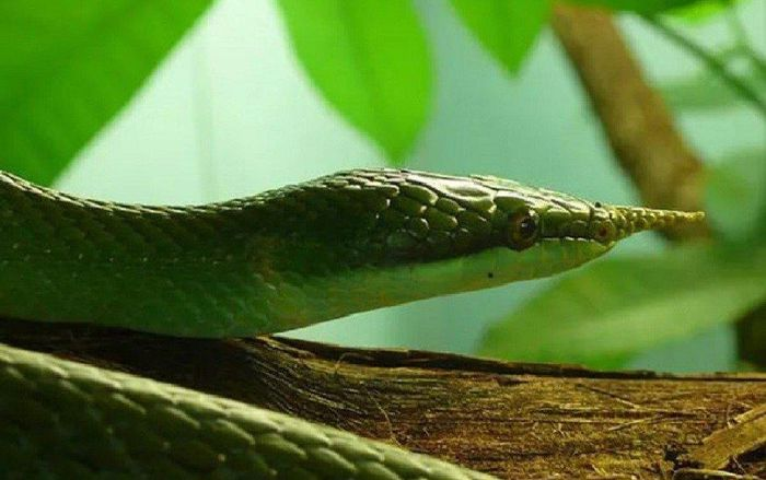 Thanh xà kỳ lân, tên khoa học là Gonyosoma bourlengeri, còn được biết đến với tên gọi khác là rắn vòi voi hay rắn vòi, rắn voi, là một loài rắn nổi tiếng với hình thù kỳ dị với sừng ở mũi.