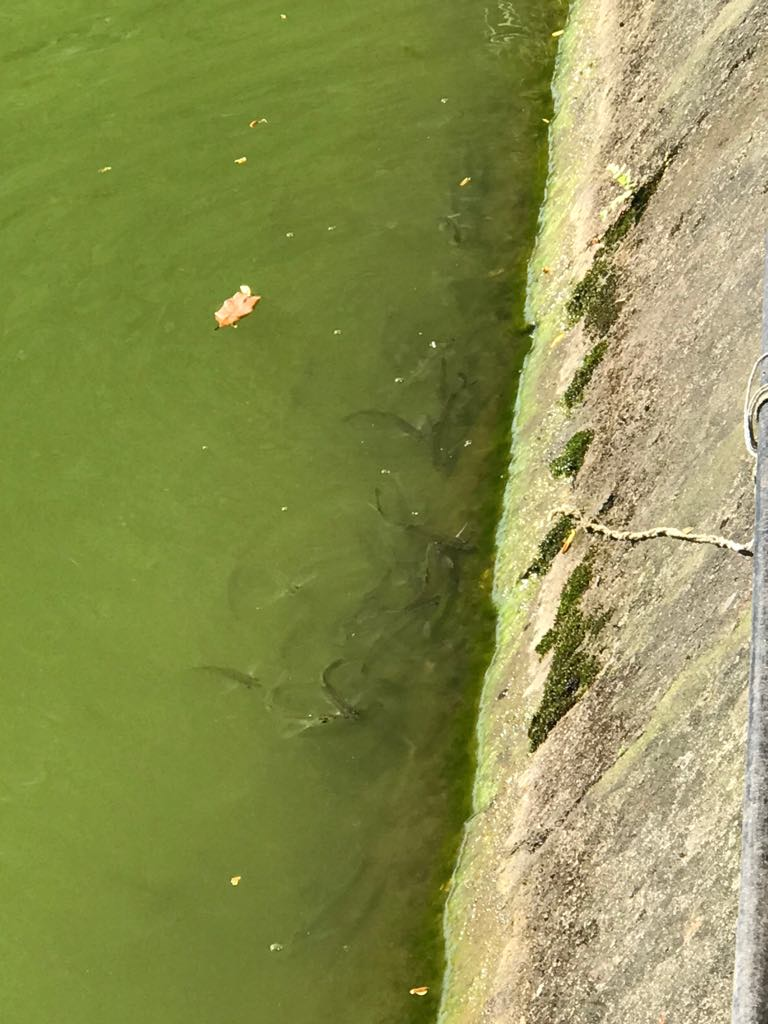 Theo quan sát, cá dầu nhỏ, có vảy trắng trên thân, thường bơi theo đàn, bám sát theo bờ kè để ăn rêu, tảo.