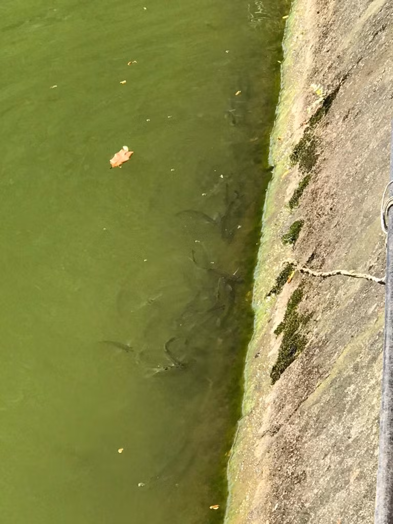 Theo quan sát, cá dầu nhỏ, có vảy trắng trên thân, thường bơi theo đàn, bám sát theo bờ kè để ăn rêu, tảo.