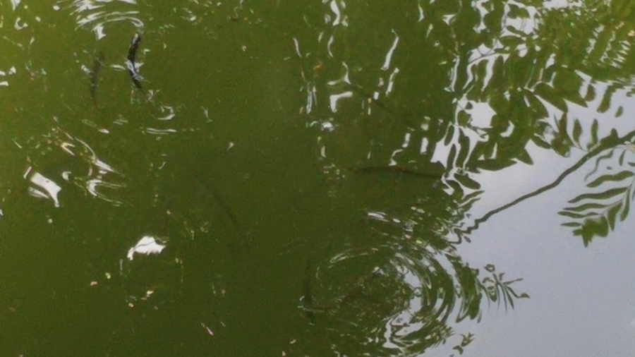 Cách đây không lâu, người dân cũng đã phát hiện đàn cá dầu con xuất hiện ở Hồ Gươm.