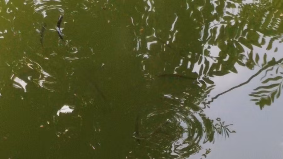 Cách đây không lâu, người dân cũng đã phát hiện đàn cá dầu con xuất hiện ở Hồ Gươm.