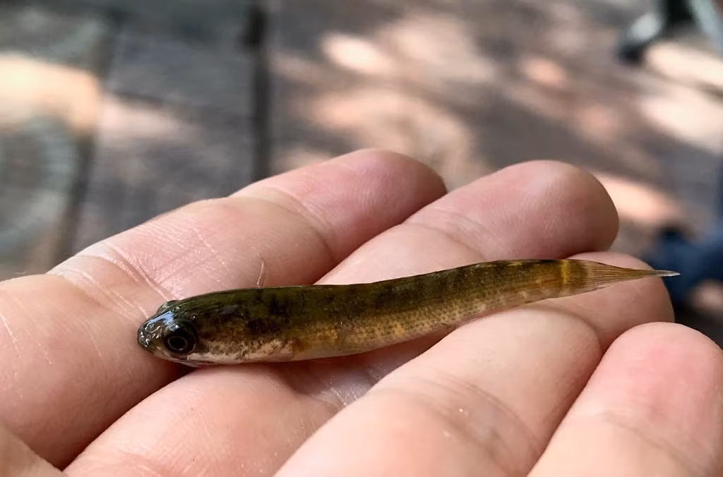 Đây cũng chính là loài cá bản địa làm sạch nước khi thức ăn của chúng là các loài tảo.