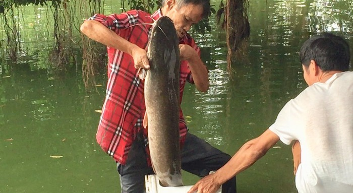 Trước đó, vào năm 2018, một cần thủ với sự giúp sức của người qua đường đã đưa được con cá trê khổng lồ hàng chục kg lên bờ Hồ Gươm.