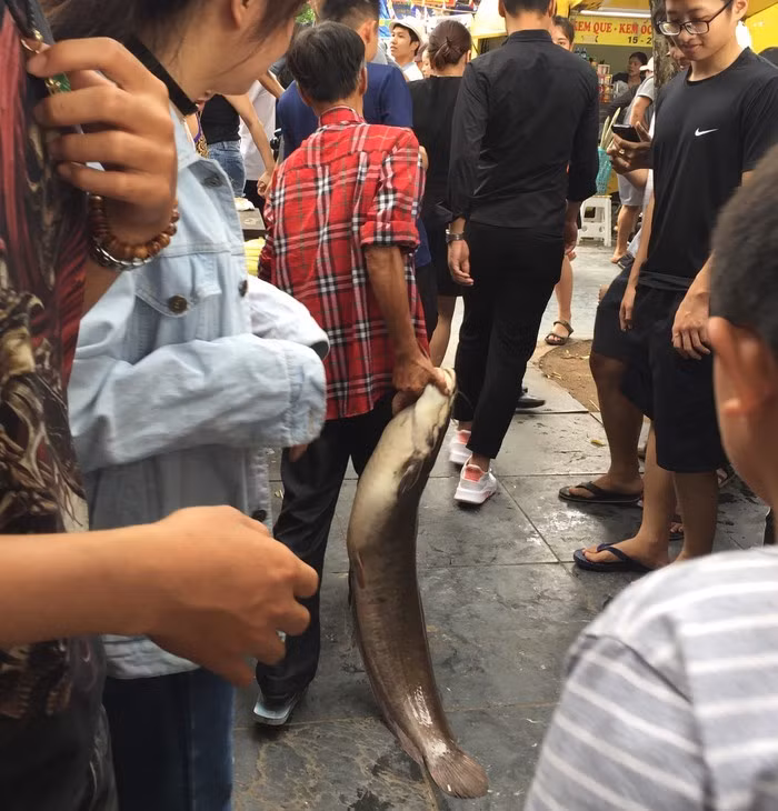 Con cá trê có thân trên màu đen, phía dưới bụng màu trắng, chiều dài 1,2m, cân nặng lên tới 27kg.