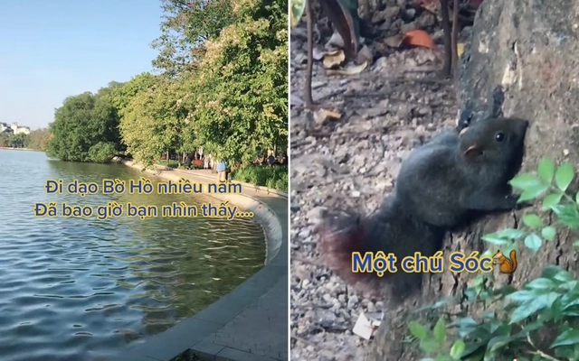 Vào năm 2021, người dân đã phát hiện thấy một chú sóc khi đang đi dạo dọc bờ hồ Gươm.