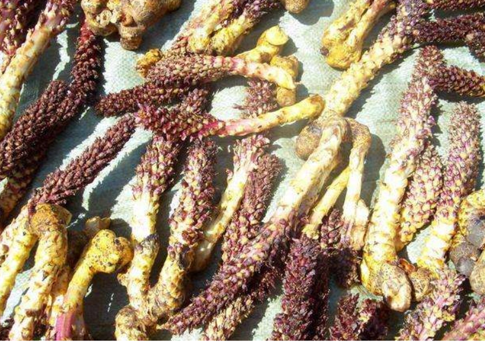 Một giáo sư về thực vật học sau khi nhìn thấy cây của lão nông đã lập tức báo cho chính quyền địa phương và yêu cầu phong tỏa hiện trường.