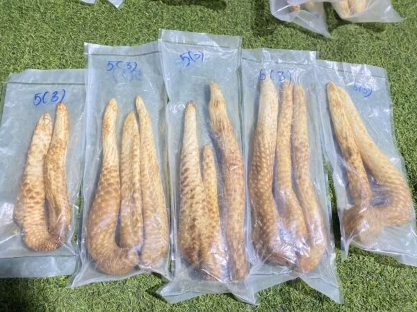 Loại cây này thường được tìm thấy ở các vùng như Mông Cổ, Thiểm Tây, Cam Túc và Tân Cương. Vì tác dụng và độ quý hiếm của nó, nhục thung dung đã bị đào bới quá mức và gần như tuyệt chủng, khiến những cây hoang dã trở nên hiếm hoi và có giá trị kinh tế cao.