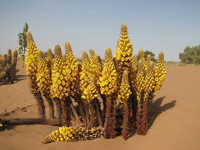 Nó mọc vào mùa xuân và có lớp lá màu vàng giúp cây chịu đựng được điều kiện khí hậu khắc nghiệt.