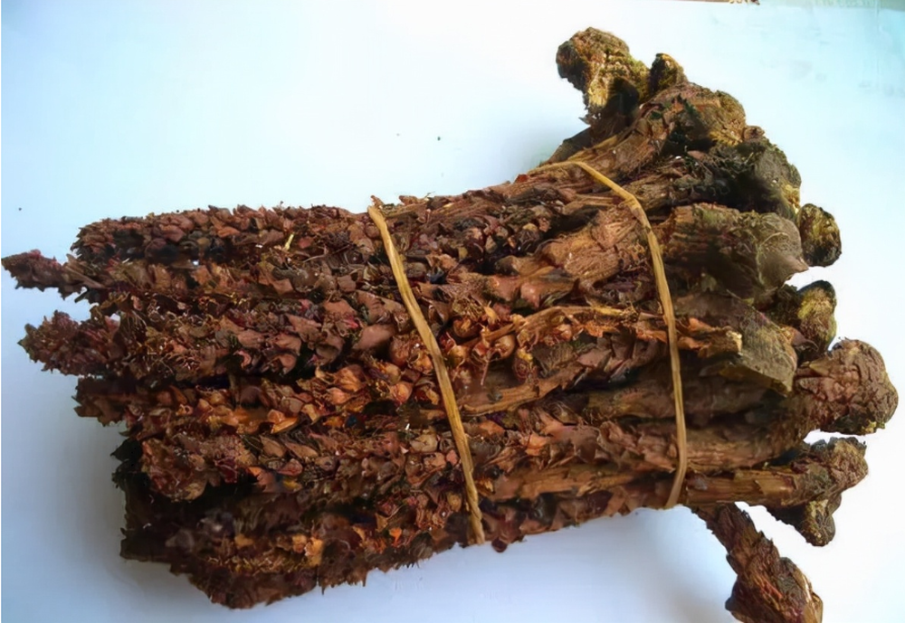 Hóa ra thứ mà ông lao đào trúng lại là nhục thung dung là một loại dược liệu quý hiếm và khó kiếm, được đánh giá cao hơn cả vàng.